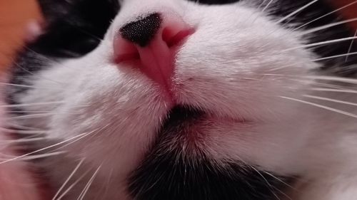 Close-up of cat in cage