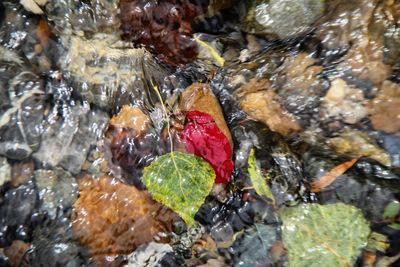 Close-up of turtle in water