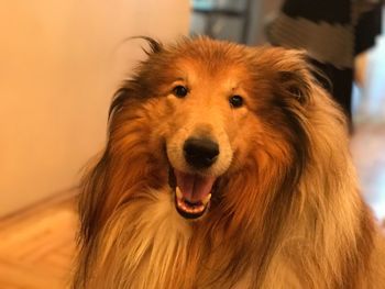 Close-up portrait of a dog