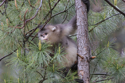 Close-up of sheep on tree