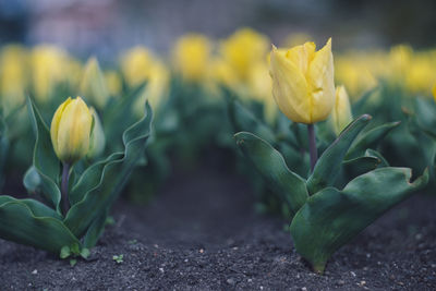 Close-up of yellow flowering plant on land