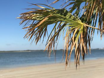 Palm tree by sea against sky