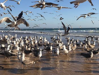 Seagulls flying over sea against sky