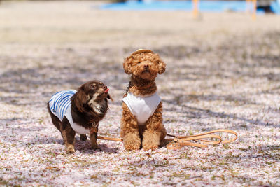 Dogs sitting at beach