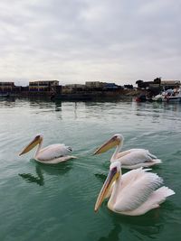 Swans swimming in water against sky