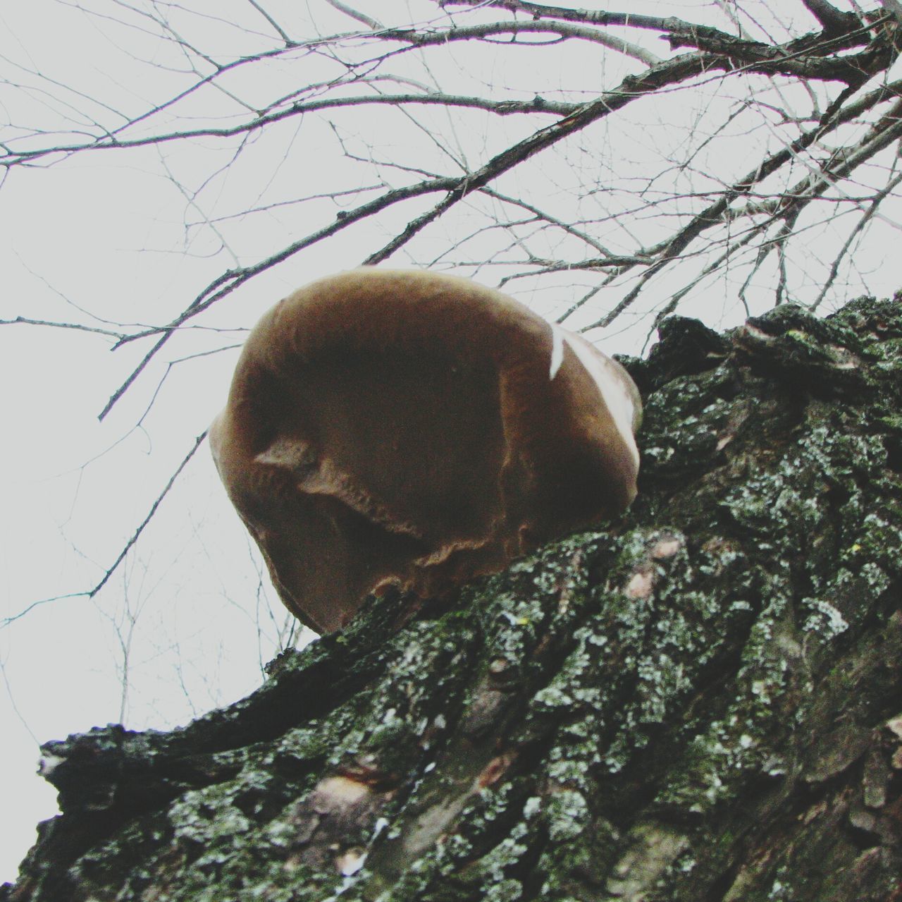 animal themes, tree, one animal, branch, brown, mammal, low angle view, nature, animals in the wild, wildlife, tree trunk, bare tree, day, outdoors, no people, close-up, sky, animal head, portrait, zoology