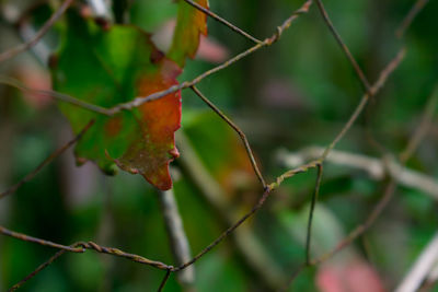 Close-up of red leaf on branch