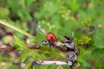 Close-up of lizard on tree