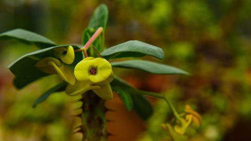 Close-up of yellow flowering plant