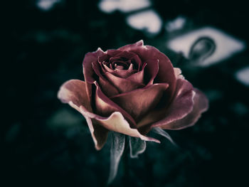 Close-up of rose blooming outdoors