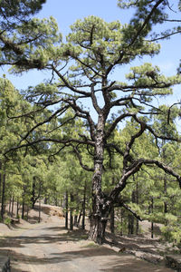 View of trees in forest