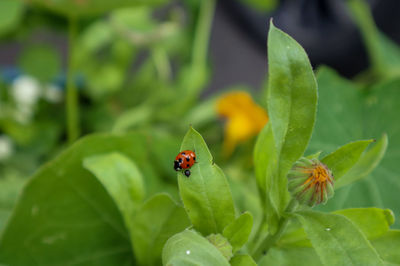 Close-up of ladybug on leaf