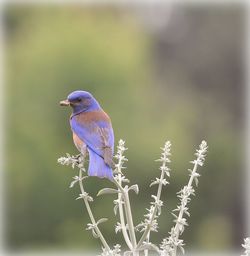 Close-up of bird perching on branch