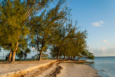 Trees on beach against sky