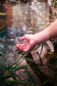 Close-up of woman hand with plants in water