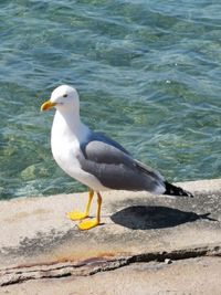 Seagull perching on a sea