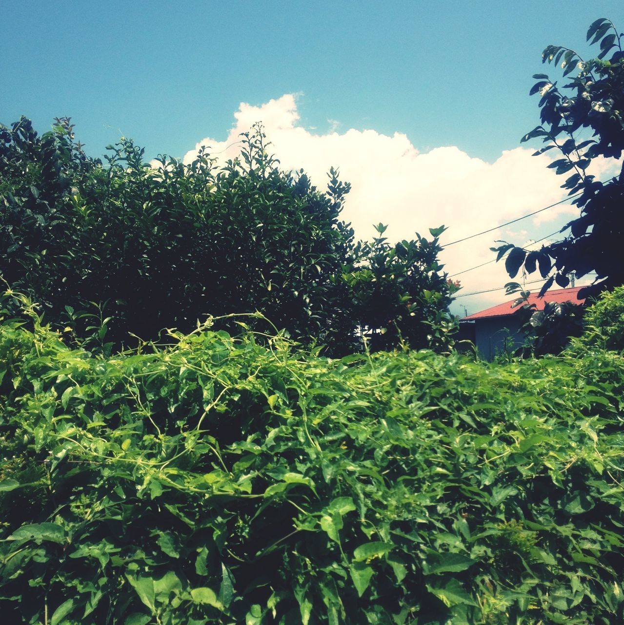 tree, growth, green color, sky, plant, nature, building exterior, low angle view, built structure, architecture, sunlight, lush foliage, growing, green, beauty in nature, leaf, outdoors, day, tranquility, no people