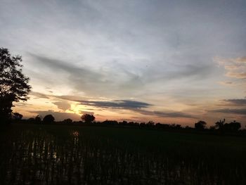 Scenic view of agricultural field against sky during sunset