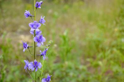 Blue wild flower on blurred green background. close-up. selective focus. copy space.