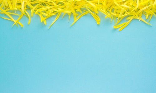 High angle view of plant against blue background