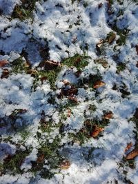 Close-up of frozen tree