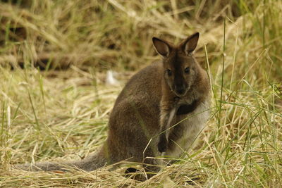 Squirrel on field