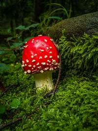 Close-up of fly agaric mushroom in forest