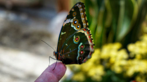 Close-up of butterfly on hand