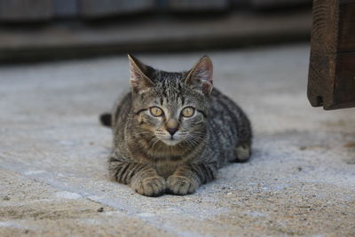 Portrait of cat sitting on footpath