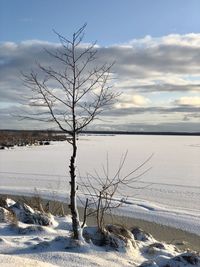 Bare tree on snow covered field against sky