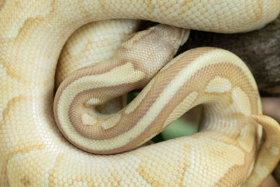 Close-up of snake