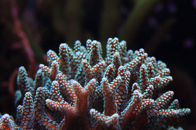 Close-up of coral in sea