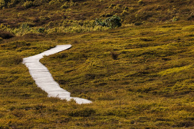 High angle view of horse on land