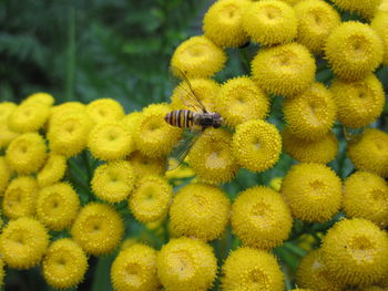 Close-up of honey bee on tansy flowers