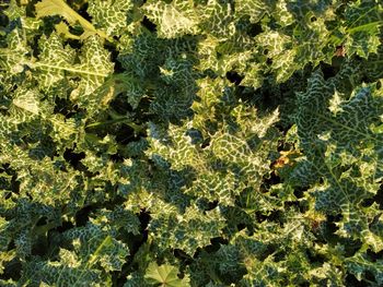 Full frame shot of fresh green leaves