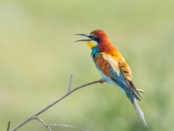 Close-up of bird perching on branch