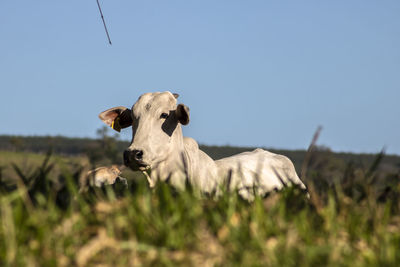 Nellore se bu cattle on  pasteur in brazilian ranch