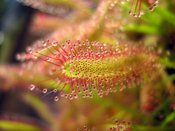 Close-up of wet flowering plant