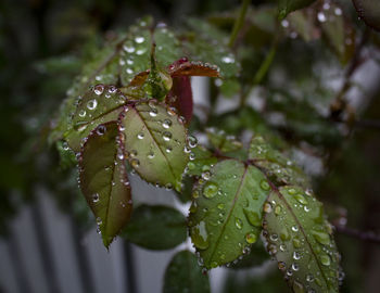 Close-up of water drops on plant