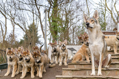 Herd of a dog in the forest