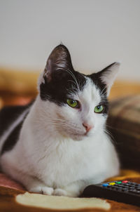 Close-up of cat looking away