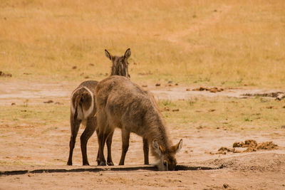 Waterbucks standing on field