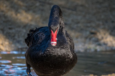 Close-up of black swan in lake