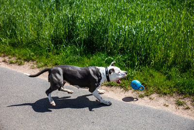 Dog walking in grass