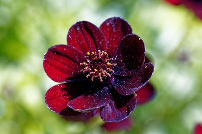 Close-up of red rose flower