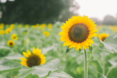 Close-up of sunflower on field