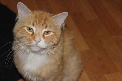 Close-up portrait of cat