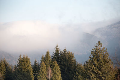 Trees on mountain against sky