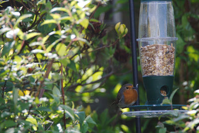 Close-up of bird perching on feeder