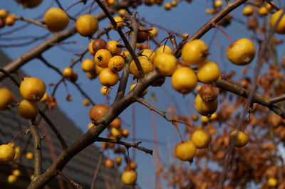 Low angle view of fruits on tree